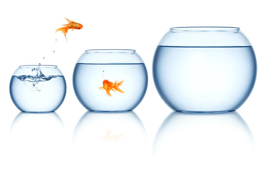 Fototapeta Goldfishes in a fishbowls isolated on white background  