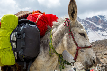 Cargo donkey head Pack animal close-up carrying sheep decorated with traditional harness and other gear for transportation of load on wild deserted mountain area