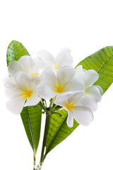 Frangipani (Lan thom) flower