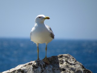 seagull