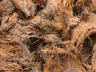 Dark Dry coconuts texture background