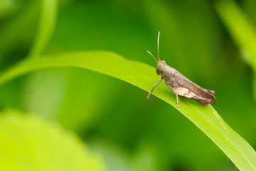 Grasshopper on the leaf