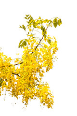 Purging cassia on white background