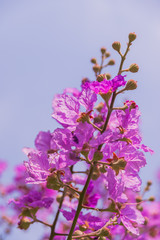 Obraz na płótnie Canvas lilac flowers