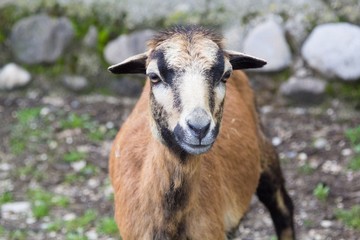 Fototapeta premium wild goat