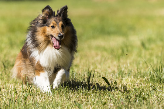 Hund (Shetland Sheepdog) rennt auf einer Wiese