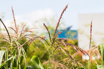 Naklejka premium corn flower in garden