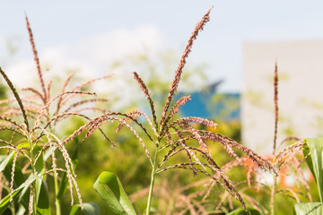 corn flower in garden