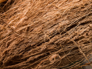 Dry coconuts texture background macro low depth of field