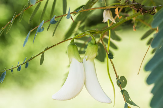 vegetable flower in garden