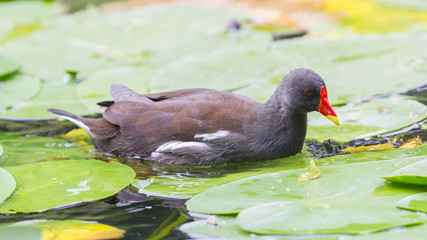 Common Moorhen, Gallinula chloropus