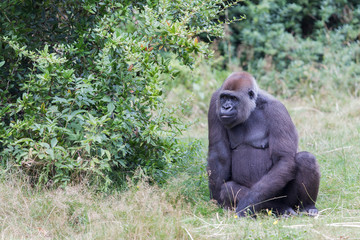 Adult gorilla resting