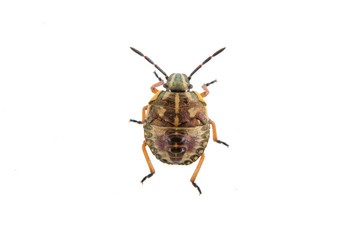 Brown shield bug on a white background