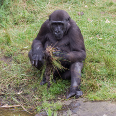 Young gorilla discovering