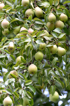 Mature fruits of a pear hang on a tree (Pyrus communis L.)