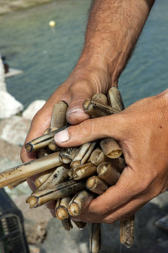 Mariscador con un pu&ntilde;ado de navajas en las manos