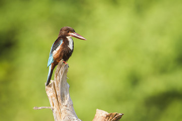 White-throated kingfisher in Arugam bay lagoon, Sri Lanka