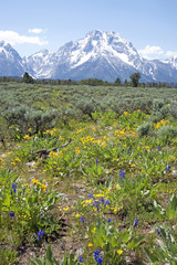 Grand Tetons, Wyoming in summer with snow on mountains and flowers blooming