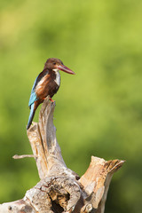 White-throated kingfisher in Arugam bay lagoon, Sri Lanka