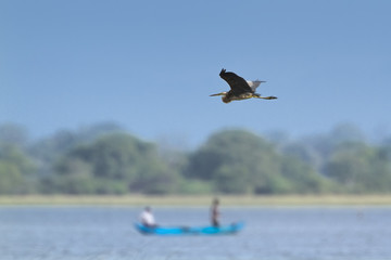 Grey heron in Pottuvil, Sri Lanka