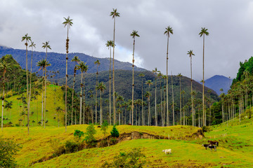 Valée de Cocora , Salento Colombie