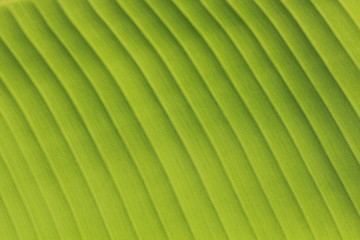 Fresh Banana Leaves Close-up