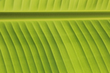 Fresh Banana Leaves Close-up