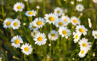Fototapeta premium Spring flowers as a background. Natural background