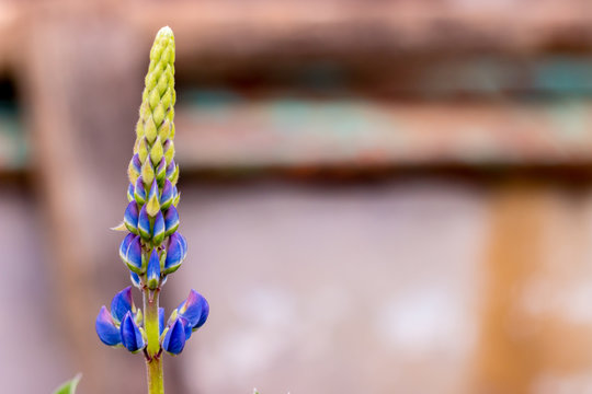 Fototapeta Люпин / Lupinus