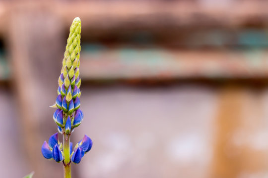 Fototapeta Люпин / Lupinus