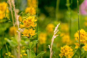 Цветок Вербейника / Flower Loosestrife