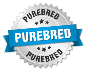 purebred 3d silver badge with blue ribbon