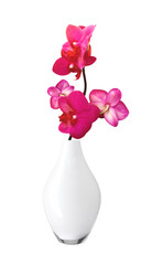 Beautiful flower Orchid, pink phalaenopsis in vase isolated on w