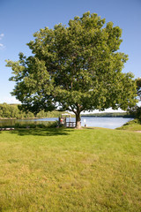 Summer tree in park in downtown of Hallowell, Maine.