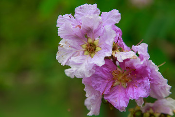 Queen crape myrtle flowers