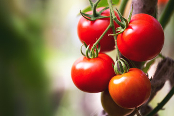 Ripe natural tomatoes growing on a branch