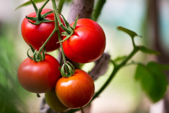 Ripe organic tomatoes on a branch