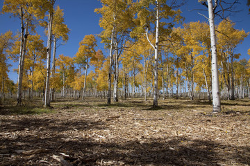 Aspen trees change color on Hastings Mesa, Ridgeway Colorado.
