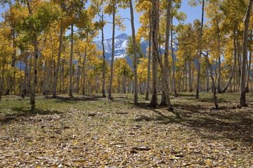 Aspen trees change color on Hastings Mesa, Ridgeway Colorado.