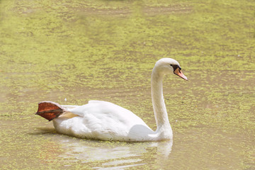 goose in pond