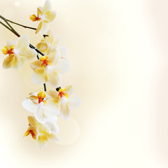 Beautiful white orchid