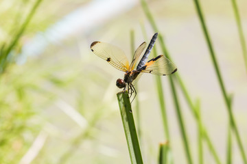 the dragonfly on grass