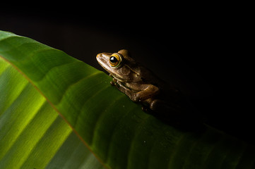stingless bee closeup