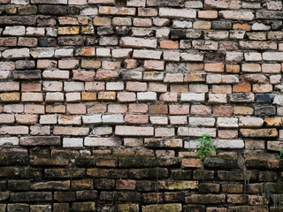 Bricks wall texture background with green lichen closeup