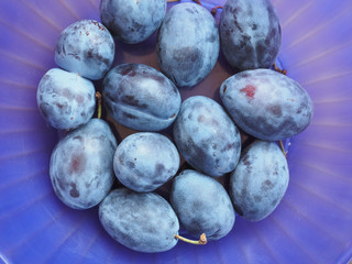 Prune fruits