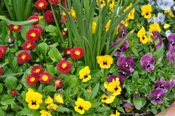 Frühlingsblumen