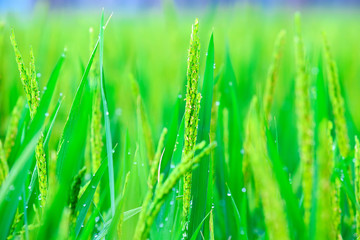 close up of green rice field in Vietnam
