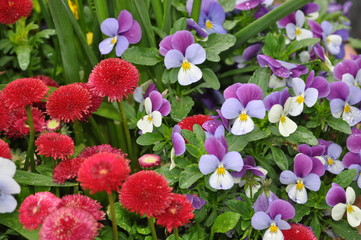 Frühlingsblumen