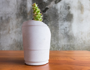 cactus in flowerpot on wood table and gray wall background