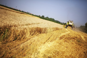 Fototapeta premium Combine harvester working in the field